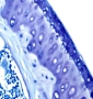 Bleu de Toluidine - Articulation (Humrus)