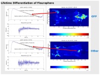 Lifetime Differentiation of Flourophore