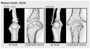Mouse Knee Joint